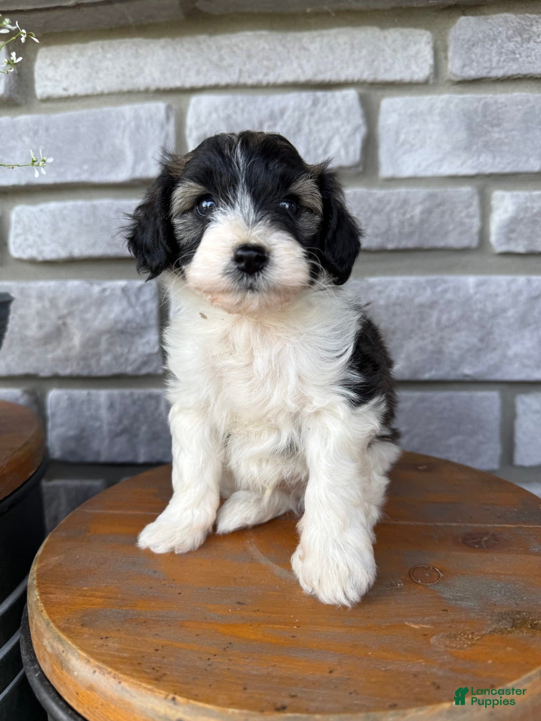 Teddy Bear dogs for sale: Evan - Image 4