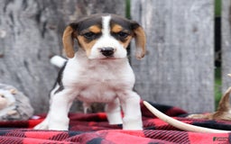 Beagle dogs for sale: Kit Kat - Image 8