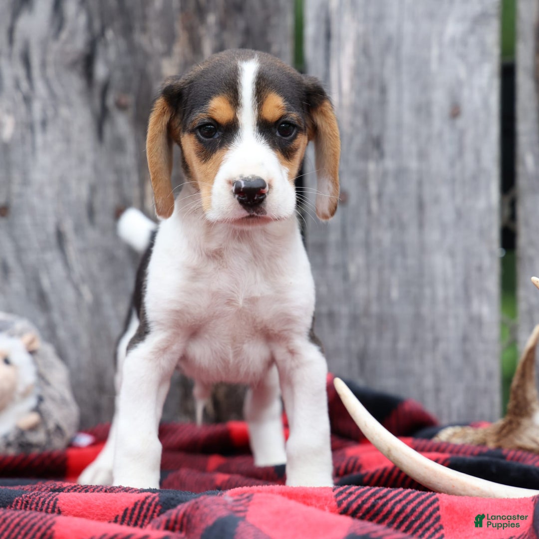 Beagle dogs for sale: Kit Kat - Image 8