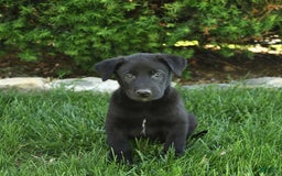 Belgian Malinois dogs for sale: Lincoln - Image 1