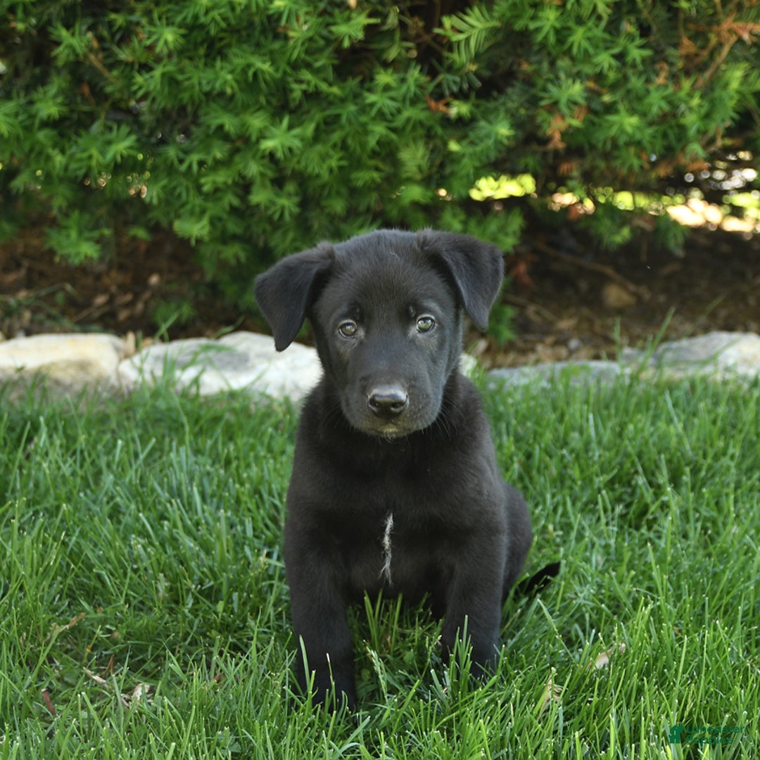 Belgian Malinois dogs for sale: Lincoln - Image 1