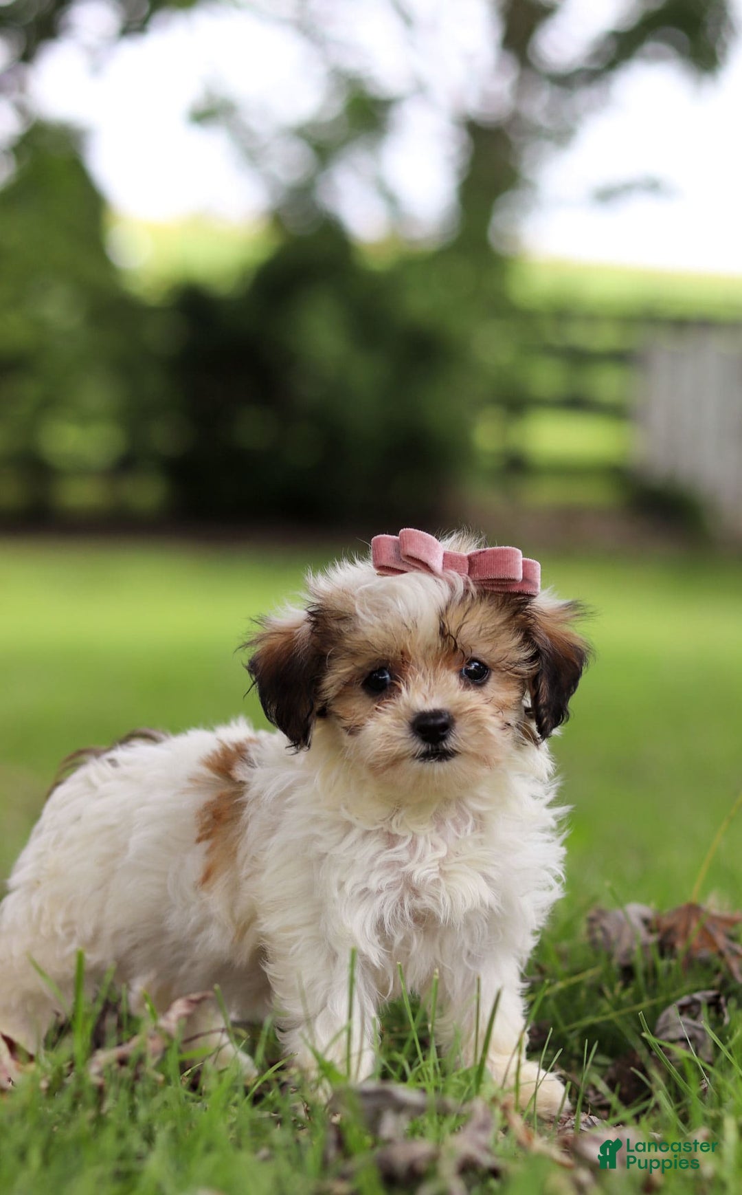 Shihpoo dogs for sale: Sabrina - Image 2