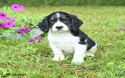 English Springer Spaniel dogs for sale: Petey - Image 1