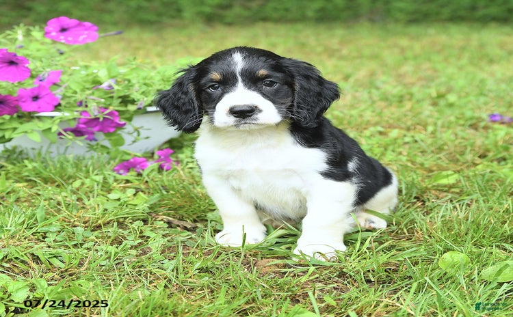 English Springer Spaniel dogs for sale - Ad 4
