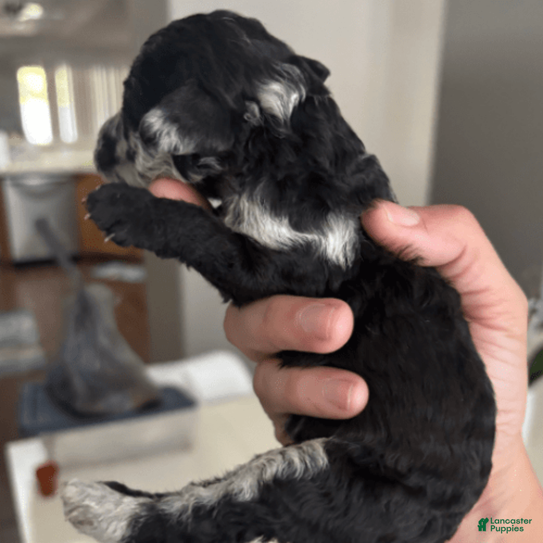 Aussiedoodle dogs for sale: Milly - Image 4