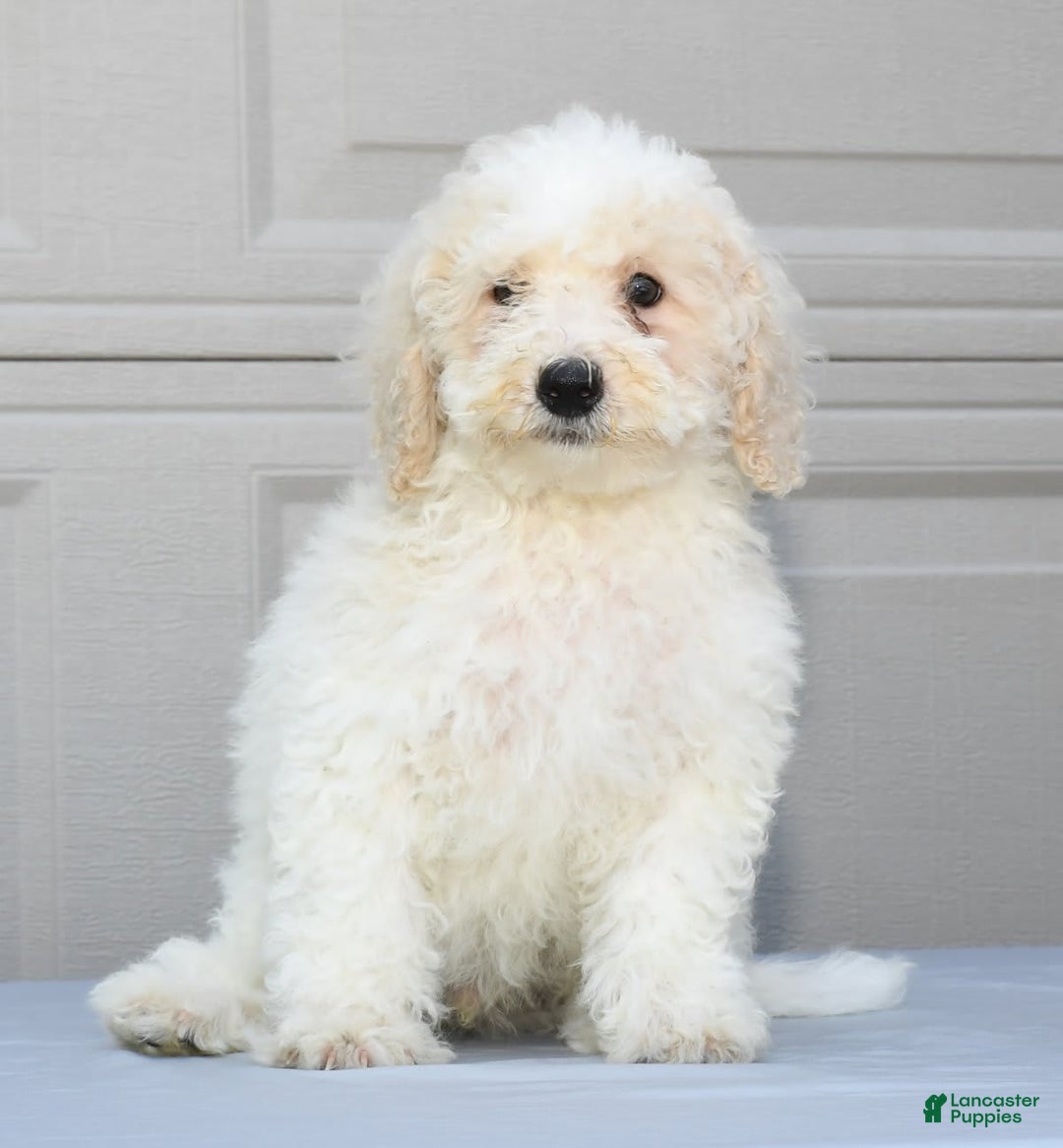 Maltipoo dogs for sale: Riley - Image 2