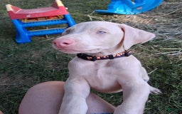 Doberman Pinscher dogs for sale: White Collar - Image 1