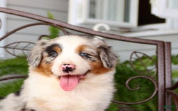 Australian Shepherd dogs for sale: Tip - Image 4