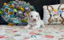 Miniature Poodle dogs for sale: Zella - Image 1