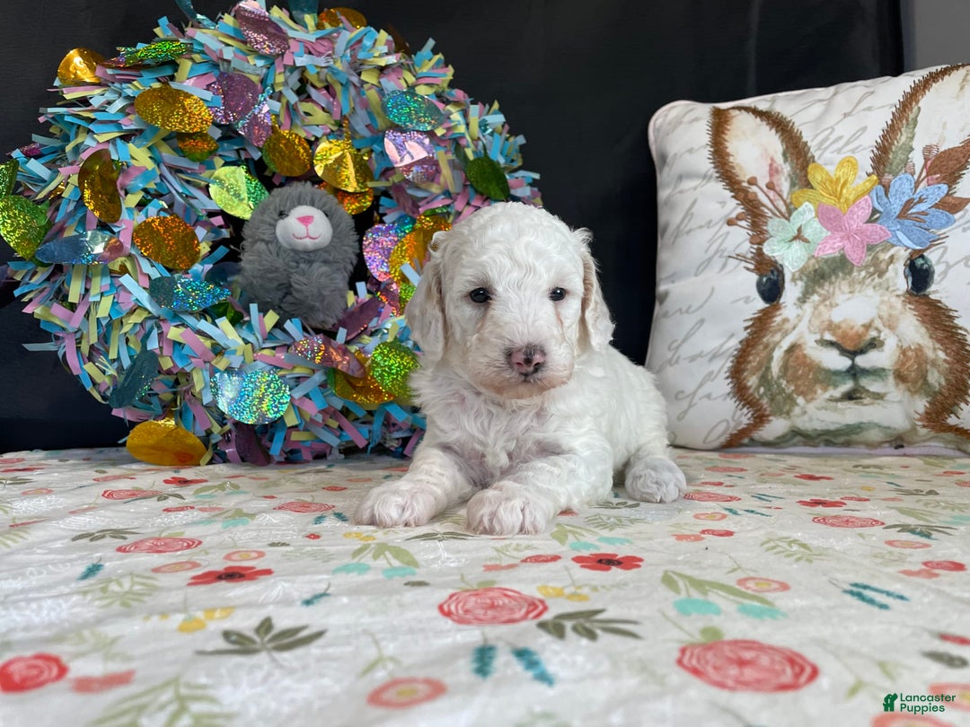Miniature Poodle dogs for sale: Zella - Image 1