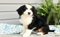 Bernedoodle dogs for sale: Ginger - Image 4