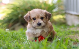 Morkie dogs for sale: Kelvin - Image 11