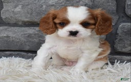 Cavalier King Charles Spaniel dogs for sale: Bentley - Image 2