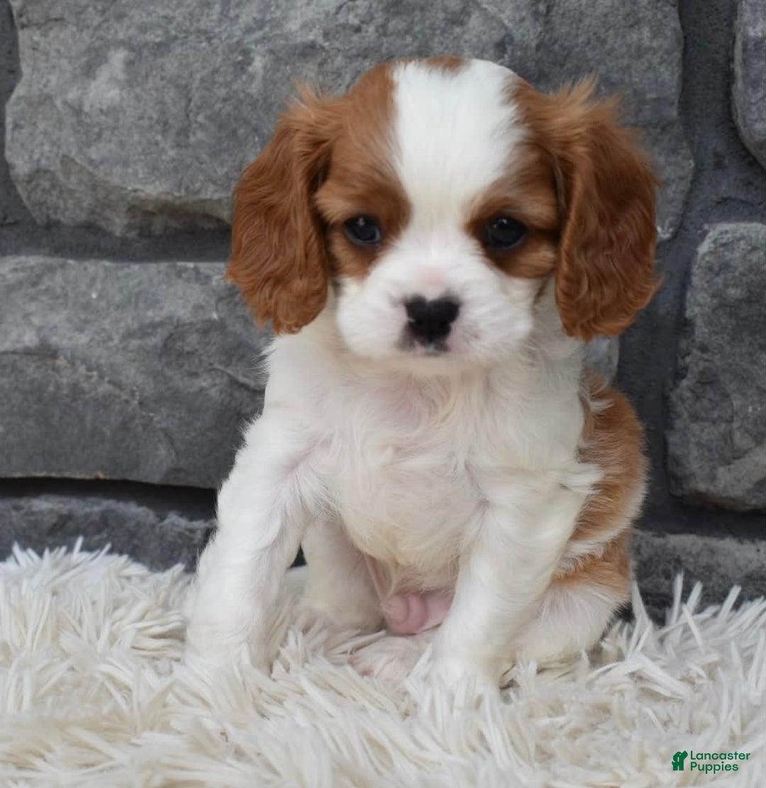 Cavalier King Charles Spaniel dogs for sale: Bentley - Image 2