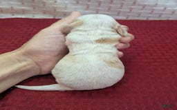 Cockapoo dogs for sale: Astrid - Image 13
