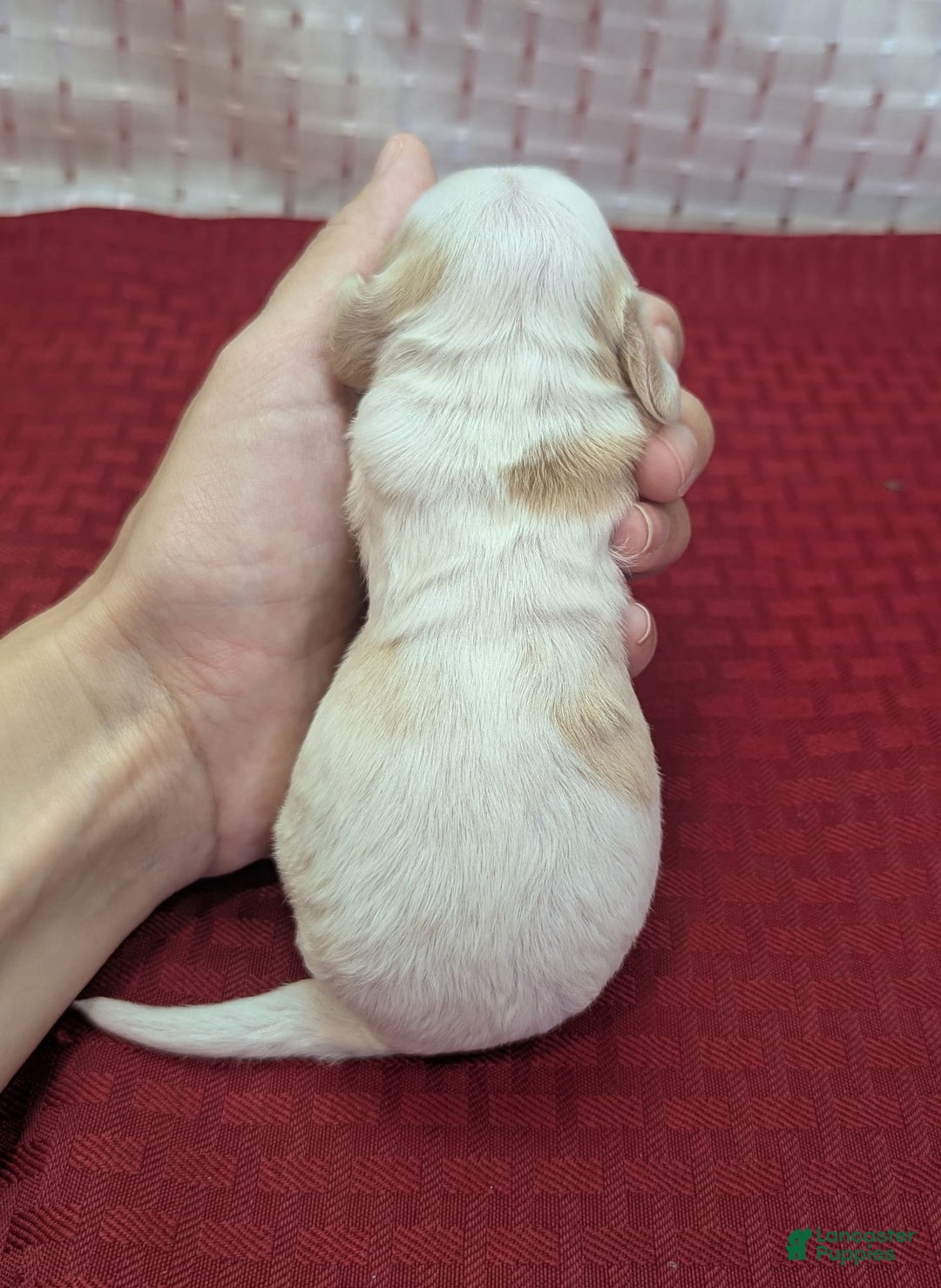 Cockapoo dogs for sale: Astrid - Image 13