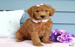 Goldendoodle dogs for sale: Cora - Image 10