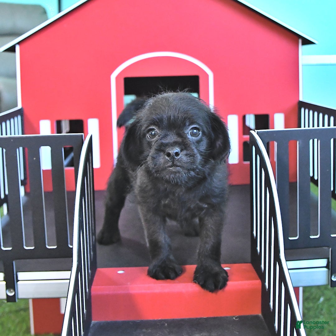 Miniature Poodle dogs for sale: Sarge - Image 10