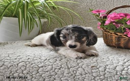 Miniature Dachshund dogs for sale: Silver Star - Image 2