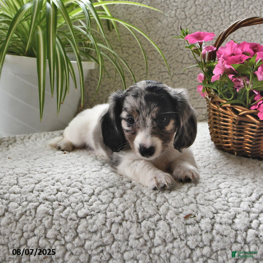 Miniature Dachshund dogs for sale: Silver Star - Image 2