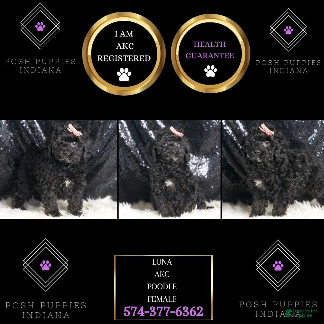 Toy Poodle dogs for sale: Luna - Image 4