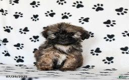 Shih Tzu dogs for sale: Prince - Image 5
