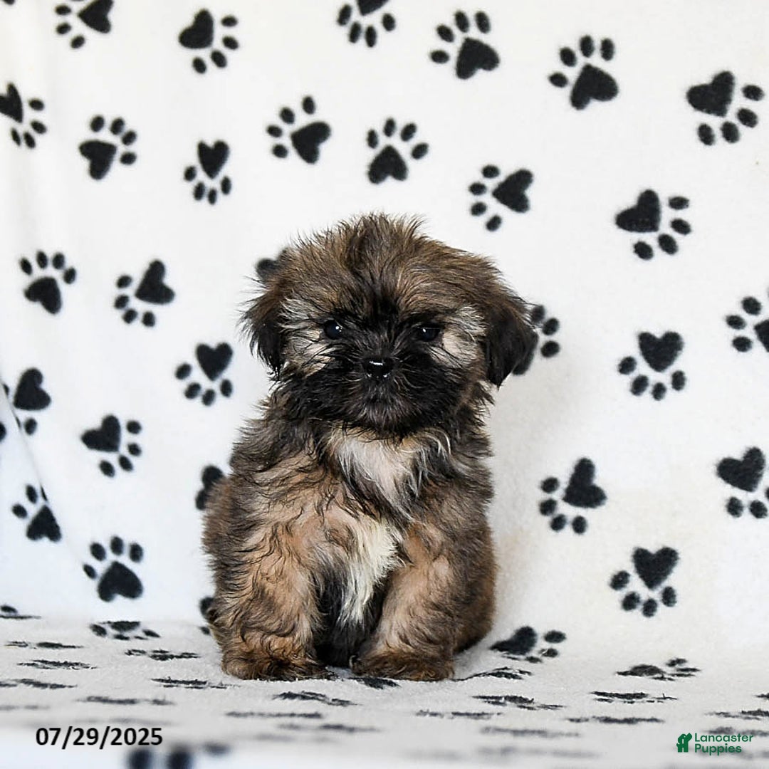 Shih Tzu dogs for sale: Prince - Image 5