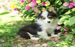 Welsh Corgi Pembroke dogs for sale: Tucker Fluffy - Image 12