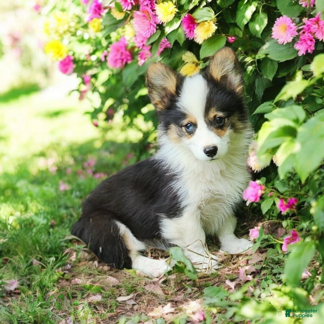 Welsh Corgi Pembroke dogs for sale: Tucker Fluffy - Image 12