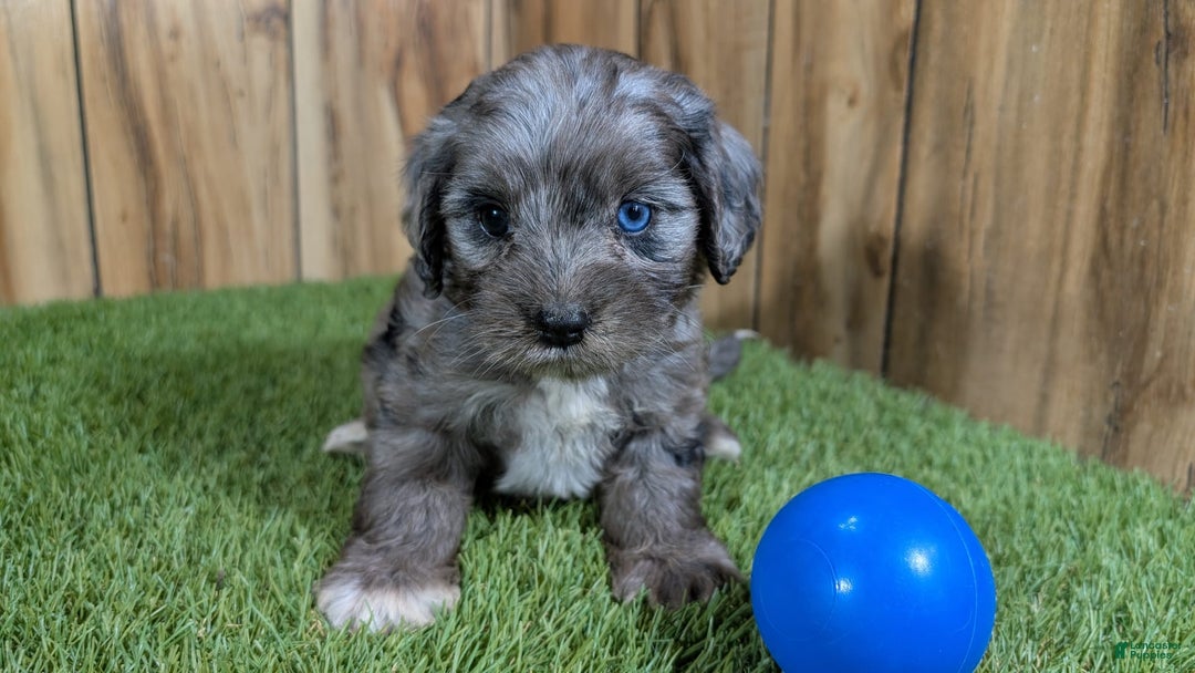 Cavapoo dogs for sale: Bertha Boy 2 - Image 2