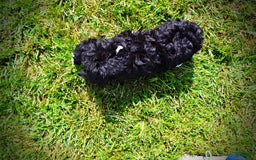 Havapoo dogs for sale: Echo - Image 7
