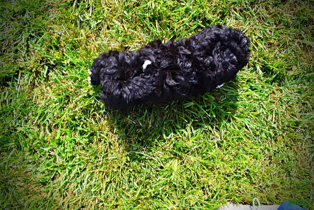 Havapoo dogs for sale: Echo - Image 7