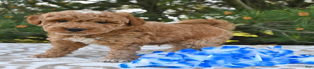 Bailey