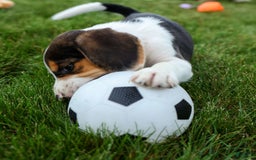 Beagle dogs for sale: Kit Kat - Image 15