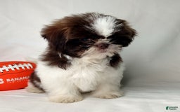 Shih Tzu dogs for sale: Weston - Image 6