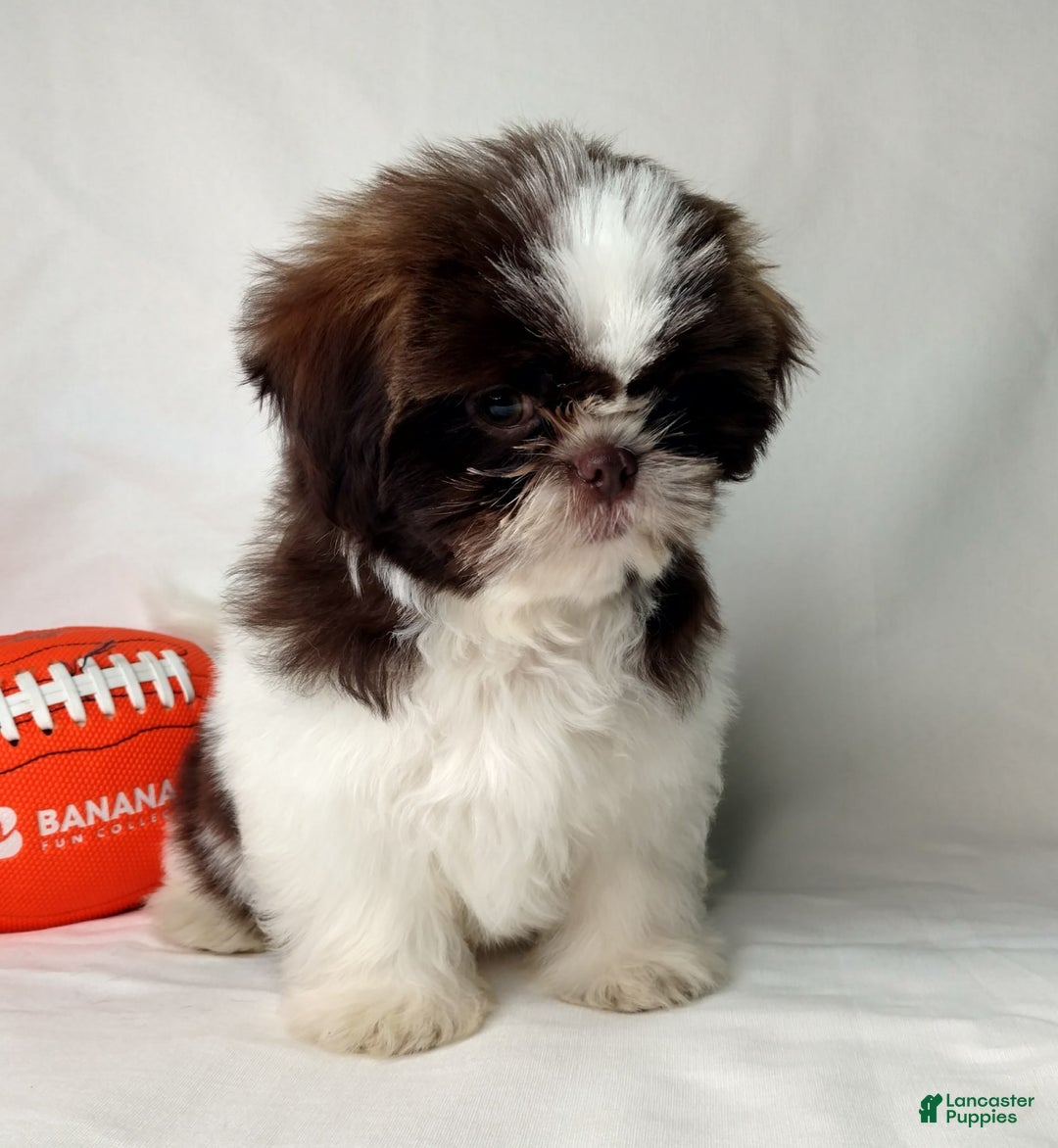 Shih Tzu dogs for sale: Weston - Image 6