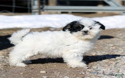Shihpoo dogs for sale: Benny - Image 19