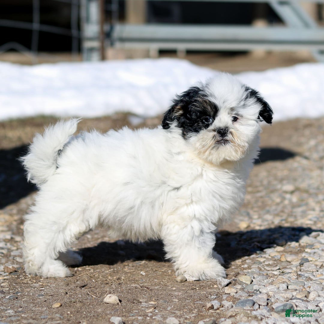 Shihpoo dogs for sale: Benny - Image 19
