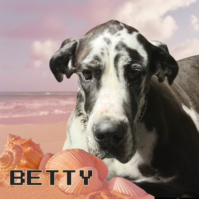 Great Dane dogs for sale: Kevin - Black Merle - Image 7
