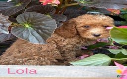 Mini Goldendoodle dogs for sale: Lola - Image 1