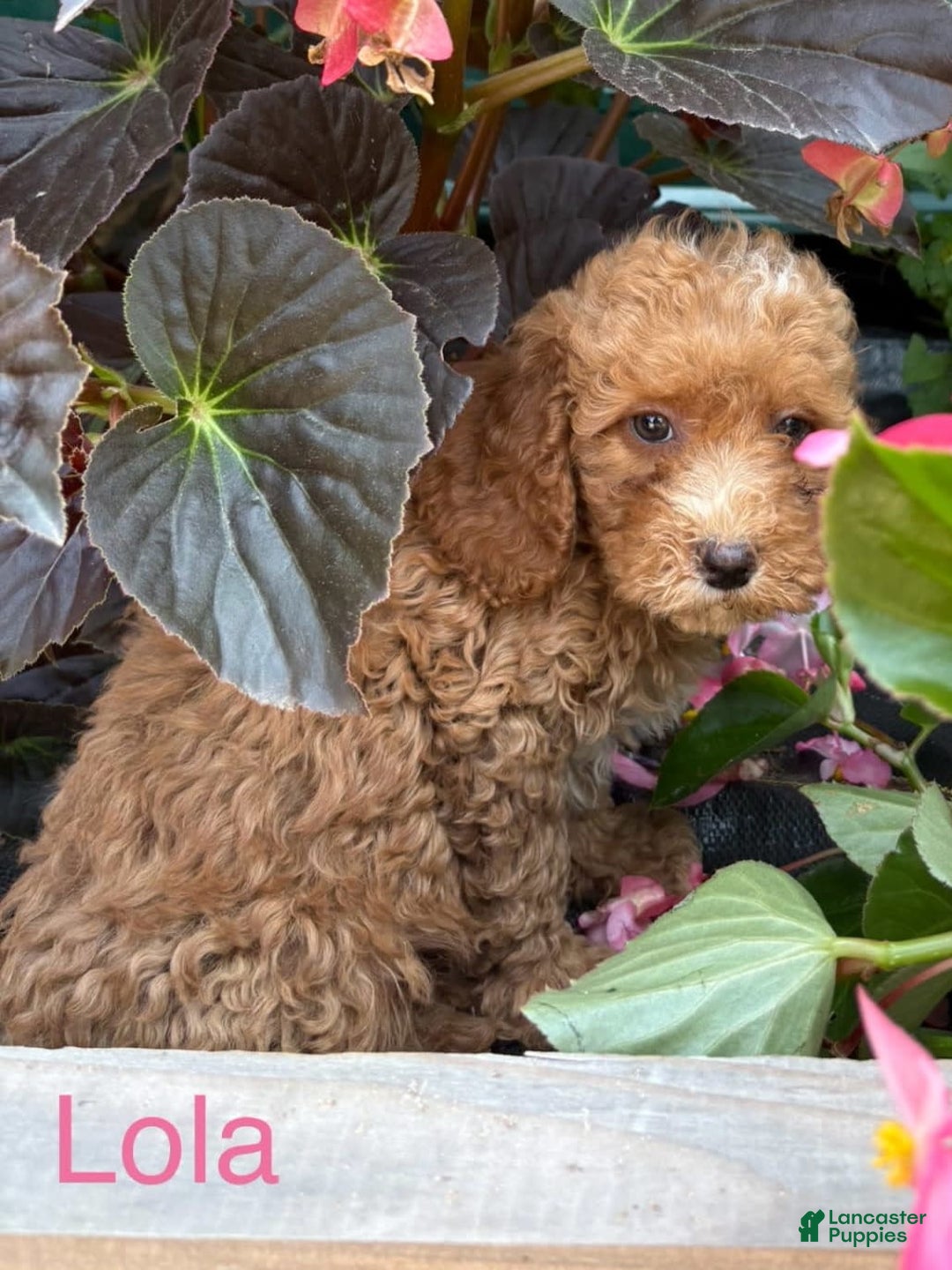 Mini Goldendoodle dogs for sale: Lola - Image 1