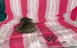 French Bulldog dogs for sale: Akc Blue Merle - Image 19