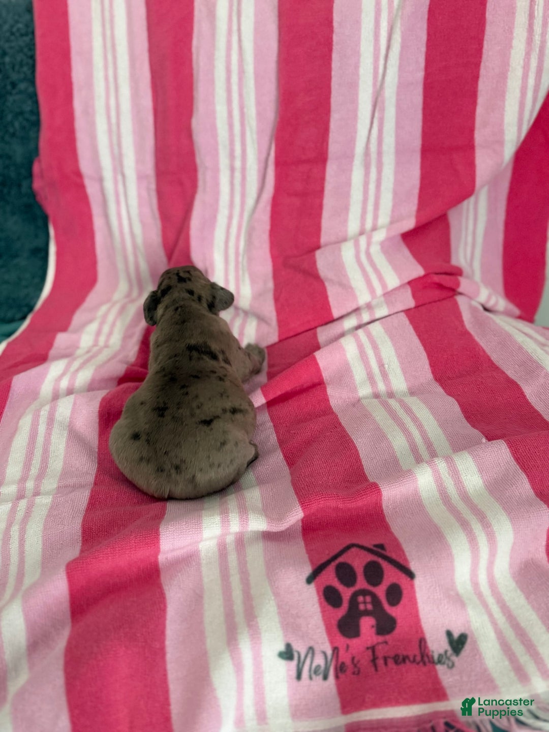 French Bulldog dogs for sale: Akc Blue Merle - Image 19