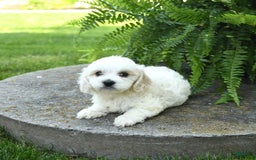 Cavachon dogs for sale: Odie - Image 1