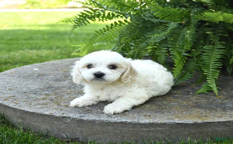 Cavachon dogs for sale - Ad 2