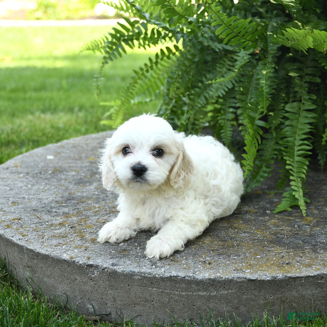 Cavachon dogs for sale: Odie - Image 1