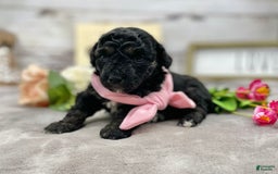 Miniature Poodle dogs for sale: Tessa - Image 10