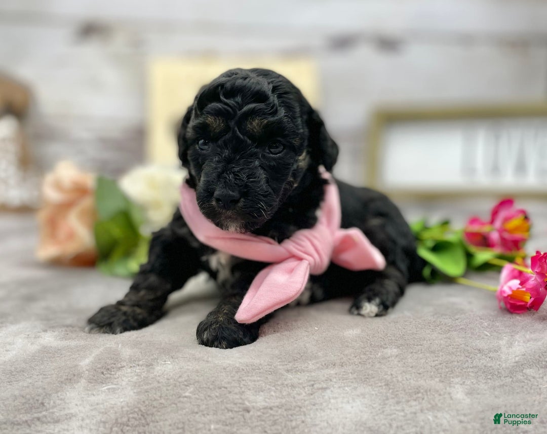 Miniature Poodle dogs for sale: Tessa - Image 10