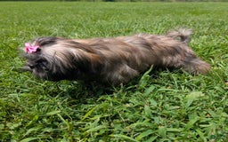 Shih Tzu dogs for sale: Arwen - Image 6