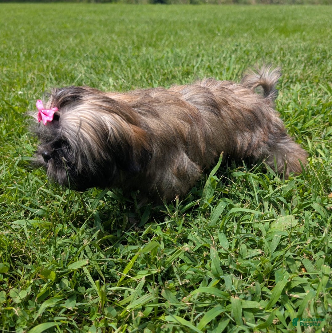 Shih Tzu dogs for sale: Arwen - Image 6